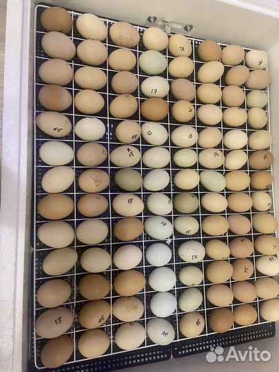 Яйцо на инкубацию