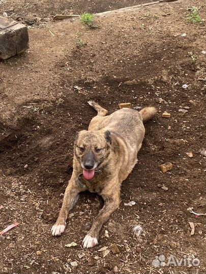 Приют для собак, передержка