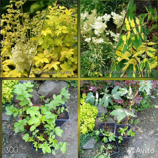 Многолетники