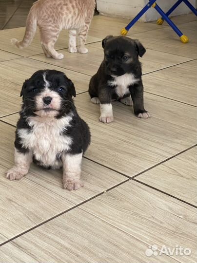 Щенки алабая