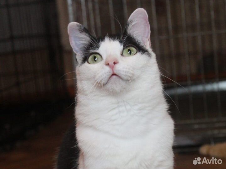 Миниатюрная кошка в поисках дома