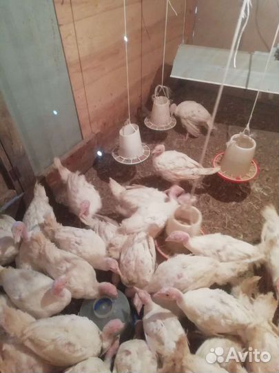 Продам индюшат 1 месяц