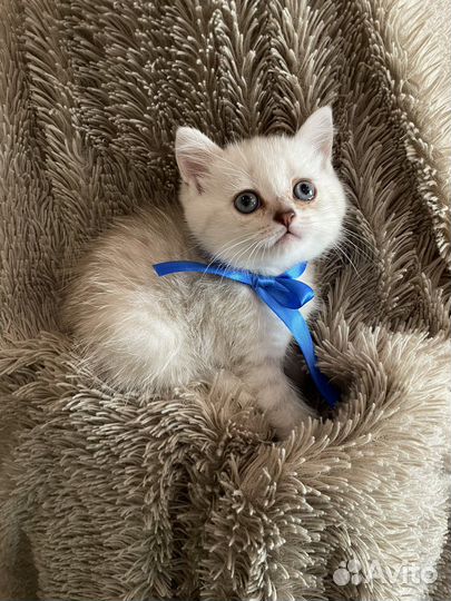 Британская