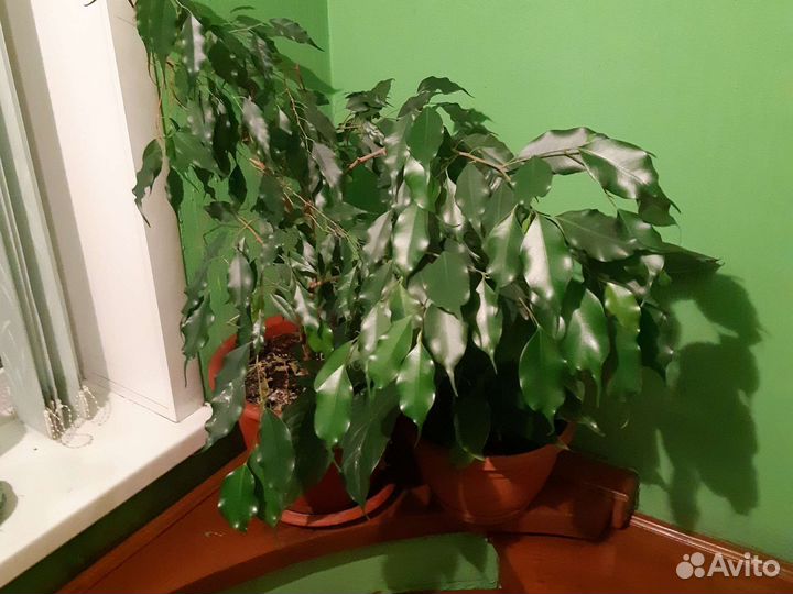 Фикус бенджамина