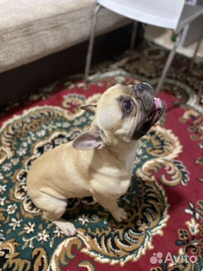 Вязка французский бульдог мальчик