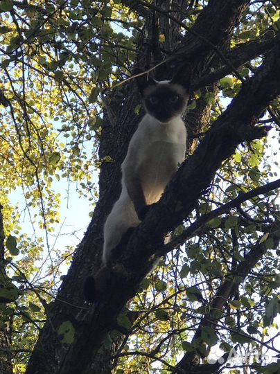 Кошка Сиамская Вязка