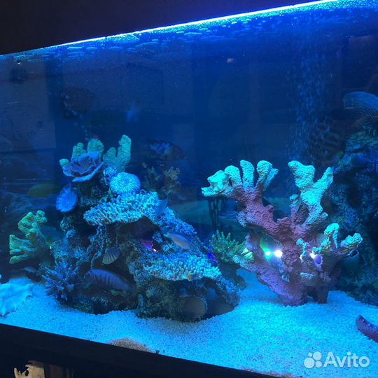 Обслуживание и чистка аквариума