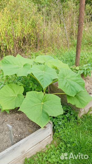 Дуб канадский красный. Саженцы