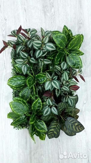 Фитокартина