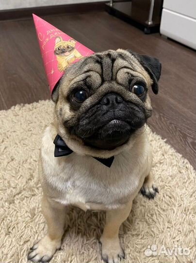 Мопс вязка мальчик