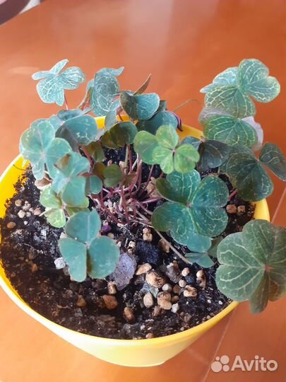 Оксалис мартианский (кислица)