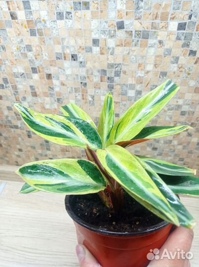 Строманта Хортиколор