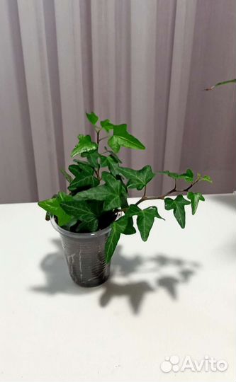 Комнатные растения