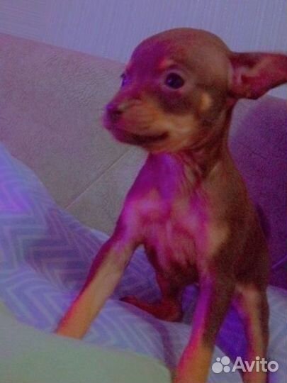 Той-терьер щенки