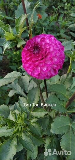 Клубни георгинов