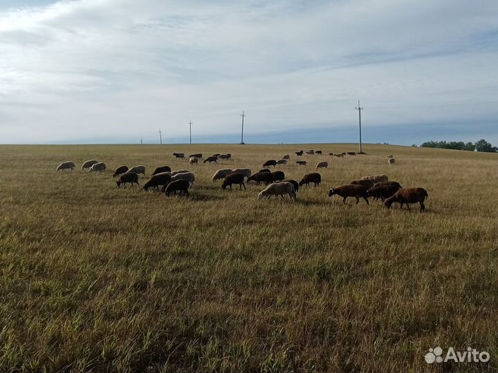 Бараны овцы на мясо. На выращивание. Живым весом