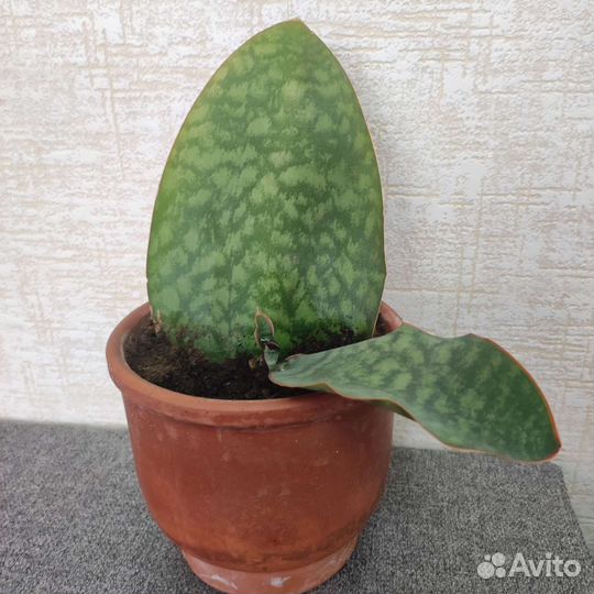 Сансевиерия Масониана