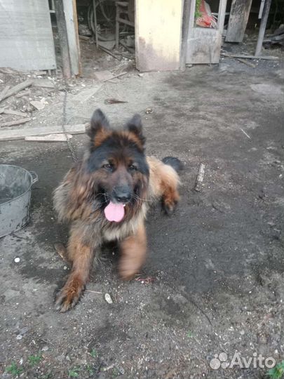 Собаки