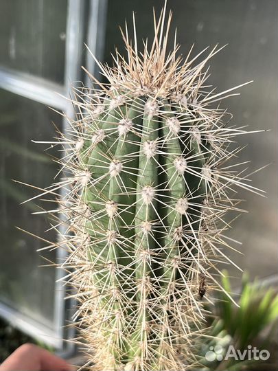 Кактус Пахицереус прингла