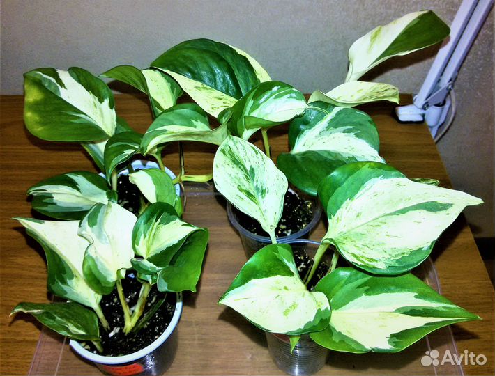 Сциндапсусы (Все фото в наличии)