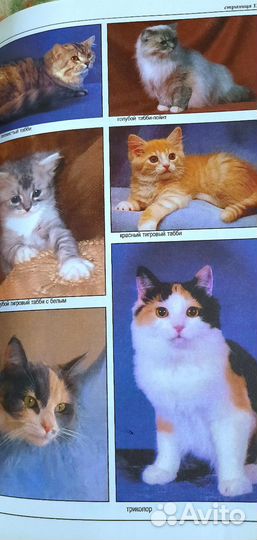 Джульетта Мей Все о породах кошек