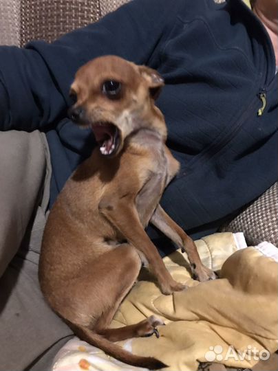 Собака для вязки