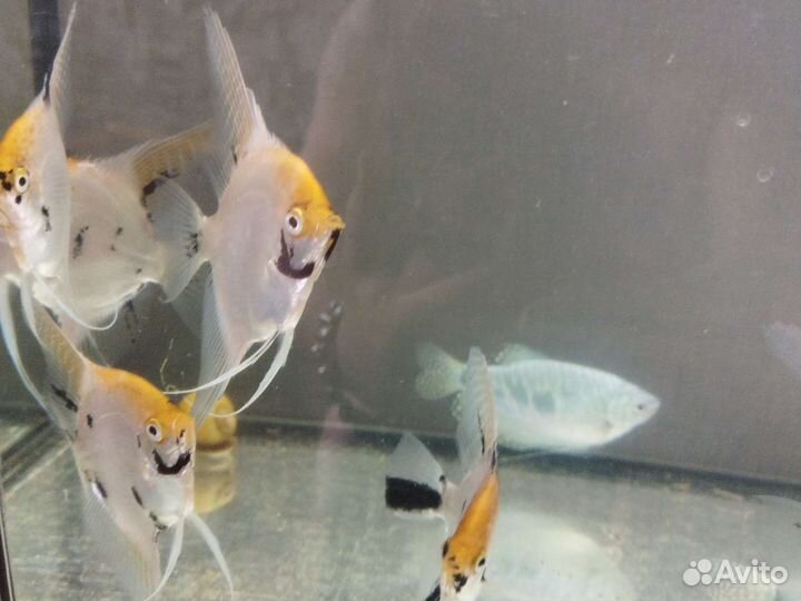 Гурами, скаляр