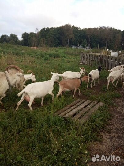 Продам дойных коз