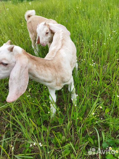 Нубийский козлик