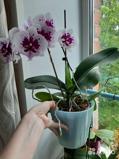 Орхидея фаленопсис