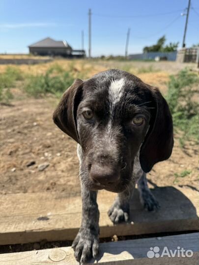 Щенки дратхаара