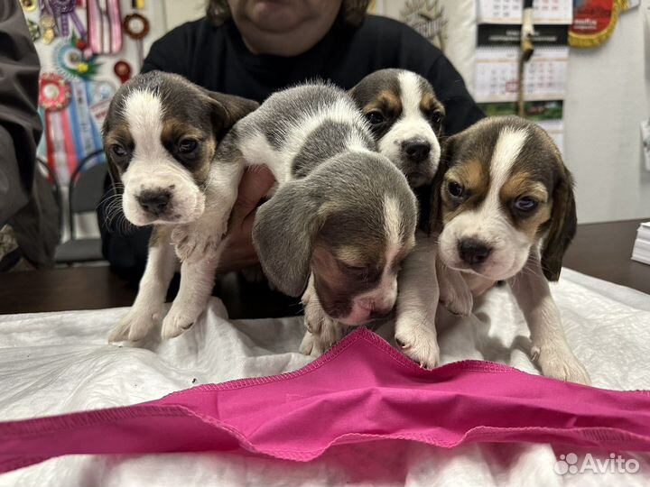 Щенки бигль москва