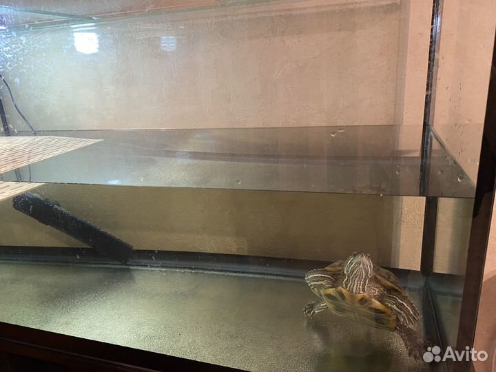 Отдам красноухую черепаху с аквариумом