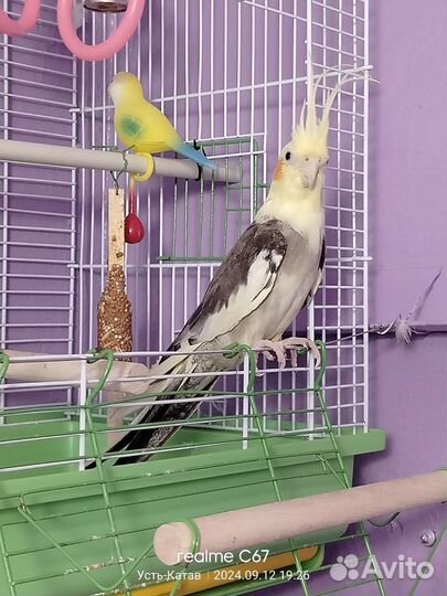 Попугай корелла девочка