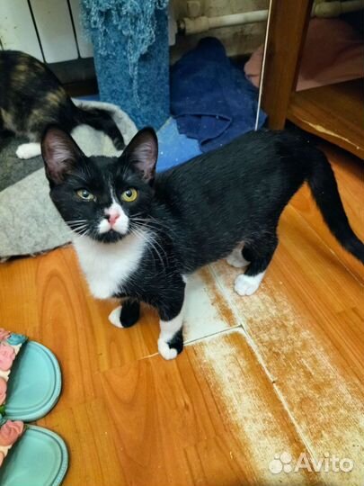 Девочка ищет дом