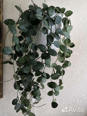 Хойя матильда сплеш (Hoya mathilde Splash)