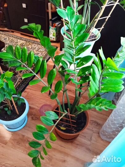 Замиокулькас