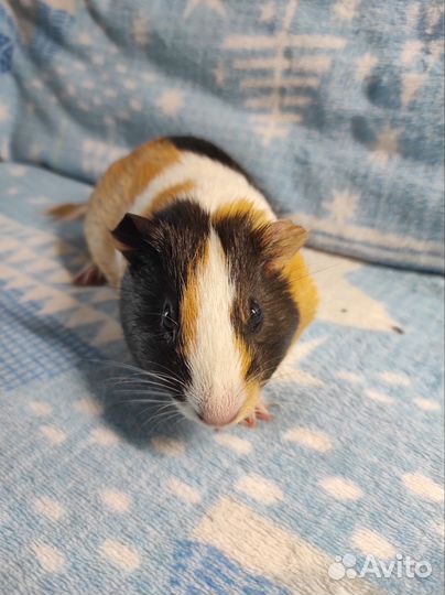 Морская свинка с клеткой