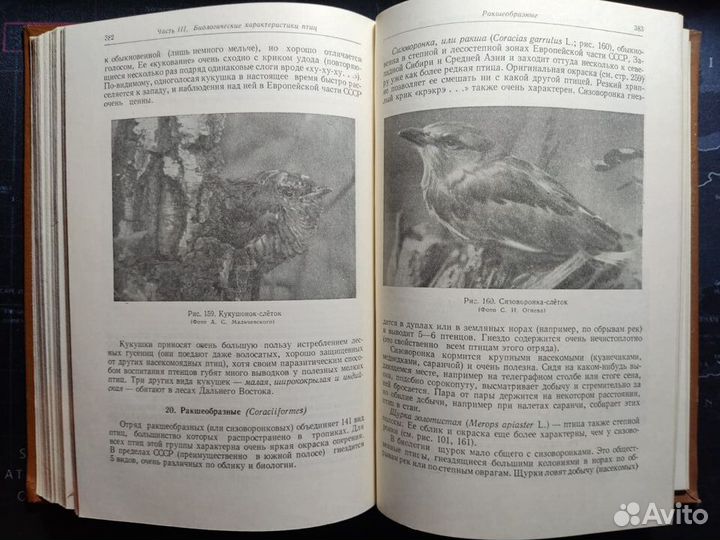 Птицы в природе. Дикие птицы