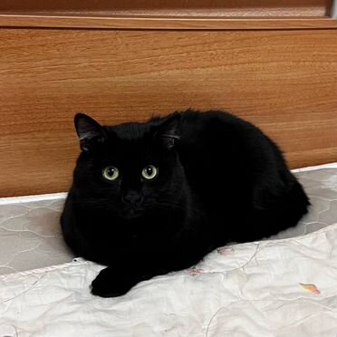 Бомбейский, взрослый кот