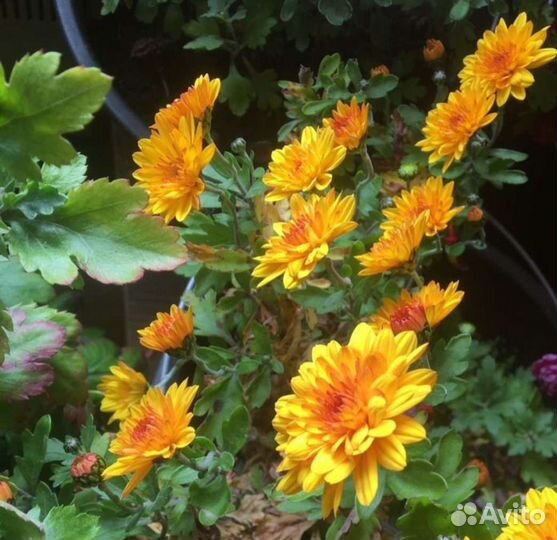 Хризантема мультифлора