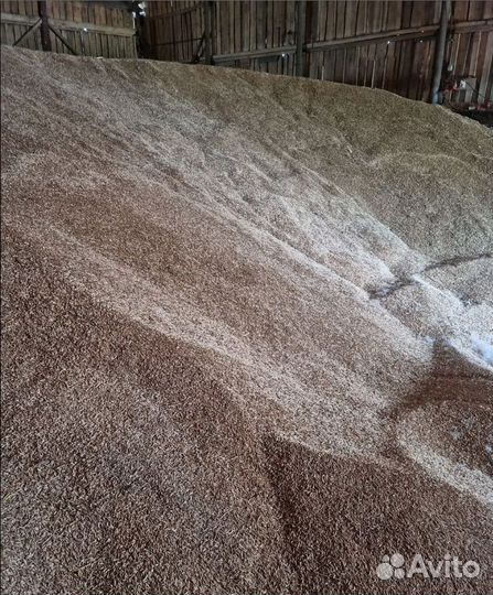 Кормовая кукуруза, Ячмень яровой на корм/посев