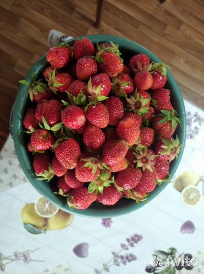 Рассада виктории