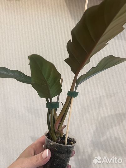 Филодендрон карамель марбл