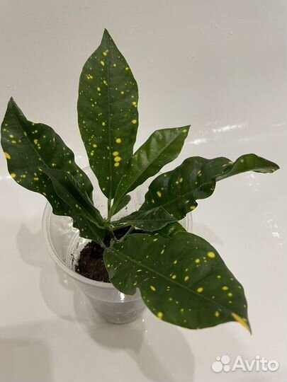 Кротон аукуболистный