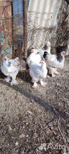 Яйца породы брама