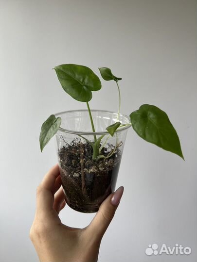 Алоказия кукулата
