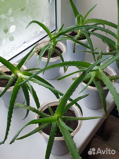 Суккуленты хавортия, алоэ, кактусы, крассула