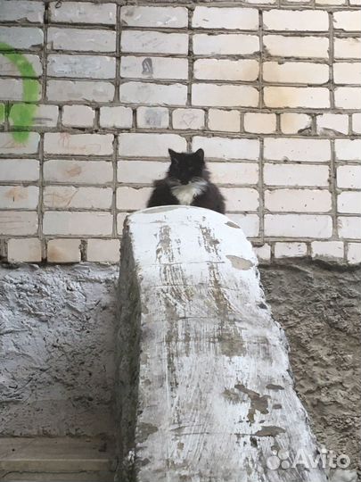 Кошка ищет дом