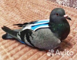 Костюм-памперс для голубя